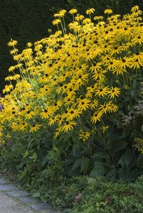 Rudbeckia fulgida 'Goldsturm' P9 - afbeelding 1