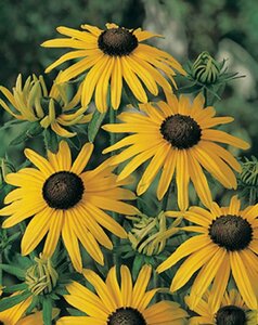 Rudbeckia fulgida 'Goldsturm' P9 - afbeelding 6