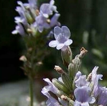 Lavandula int. 'Grappenhall' C2