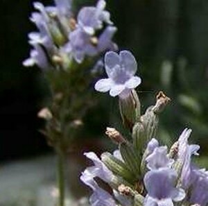 Lavandula int. 'Grappenhall' C2