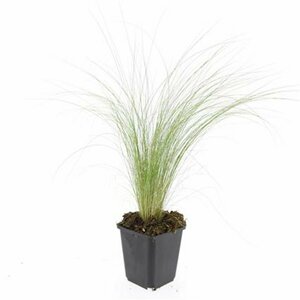 Stipa tenuissima 'Ponytails' C2 - afbeelding 6