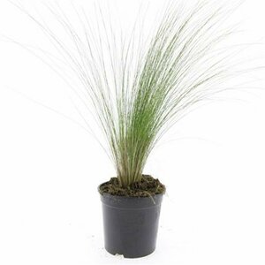 Stipa tenuissima 'Ponytails' C2 - afbeelding 4