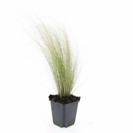 Stipa tenuissima 'Ponytails' C2 - afbeelding 9