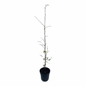 Carpinus betulus 100/125 W. - afbeelding 11