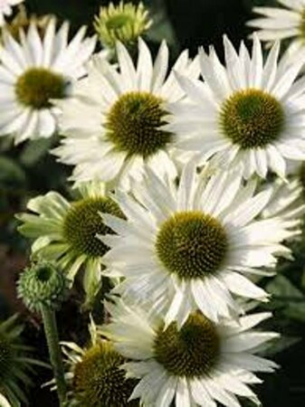Echinacea purpurea 'Virgin' C2 - afbeelding 4