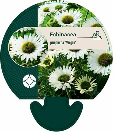 Echinacea purpurea 'Virgin' C2 - afbeelding 3