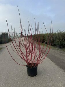 Cornus alba 'Sibirica' 80/100 W. 2-3 Tak - afbeelding 2