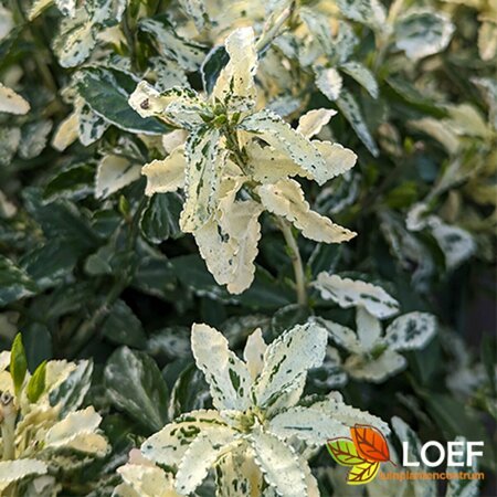 Euonymus fortunei 'Harlequin' 30/40 C. - afbeelding 2