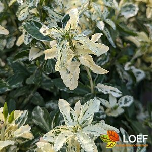 Euonymus fortunei 'Harlequin' 30/40 C. - afbeelding 2
