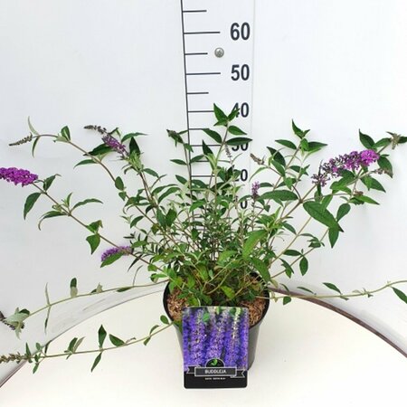 Buddleja davidii 'Empire Blue' 80/100 C. - afbeelding 4