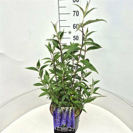 Buddleja davidii 'Empire Blue' 80/100 C. - afbeelding 3
