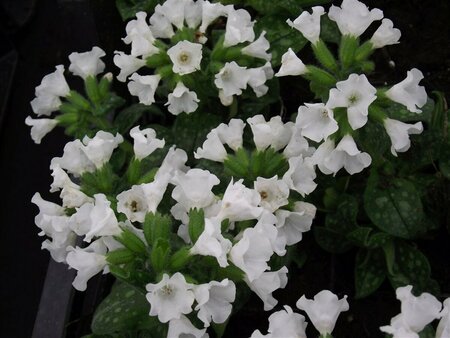 Pulmonaria officinalis 'Sissinghurst White C2 - afbeelding 4
