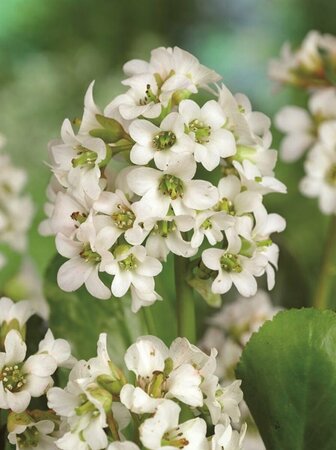 Bergenia 'Bressingham White' C2 - afbeelding 1