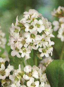 Bergenia 'Bressingham White' C2 - afbeelding 1