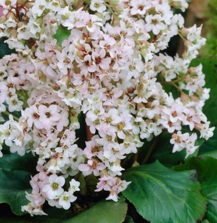 Bergenia 'Bressingham White' C2 - afbeelding 3
