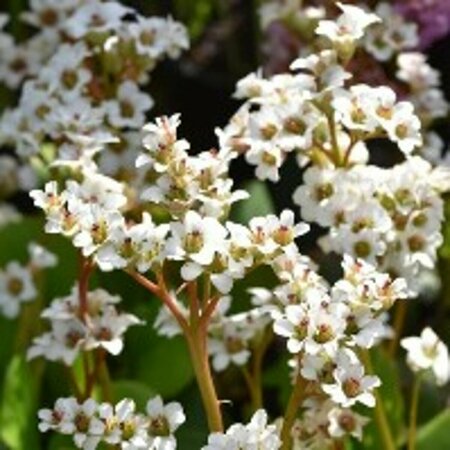 Bergenia 'Bressingham White' C2 - afbeelding 4