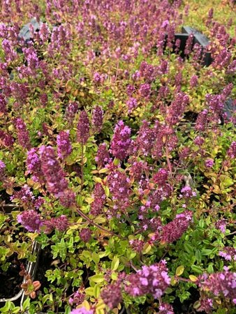 Thymus serpyllum C2 - afbeelding 5