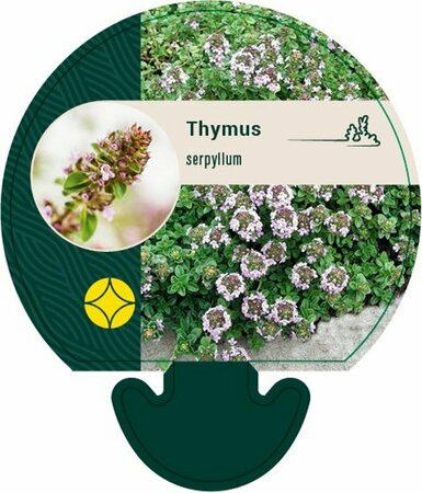 Thymus serpyllum C2 - afbeelding 4