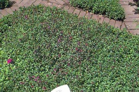 Thymus serpyllum C2 - afbeelding 1