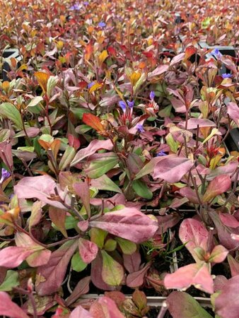 Ceratostigma plumbaginoides C2 - afbeelding 1