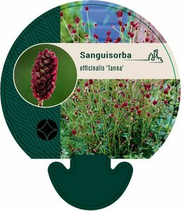 Sanguisorba officinalis 'Tanna' C2 - afbeelding 4