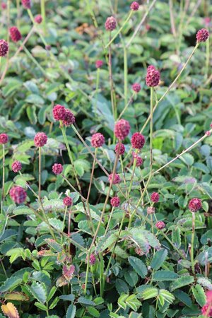 Sanguisorba officinalis 'Tanna' C2 - afbeelding 3