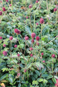 Sanguisorba officinalis 'Tanna' C2 - afbeelding 3