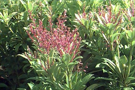 Pieris japonica 'Cupido' 40/50 C.