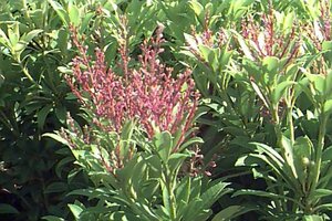 Pieris japonica 'Cupido' 40/50 C.