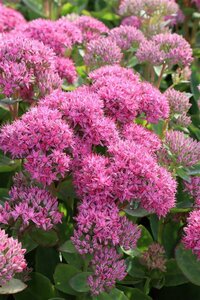 Sedum 'Carl' C2 - afbeelding 2