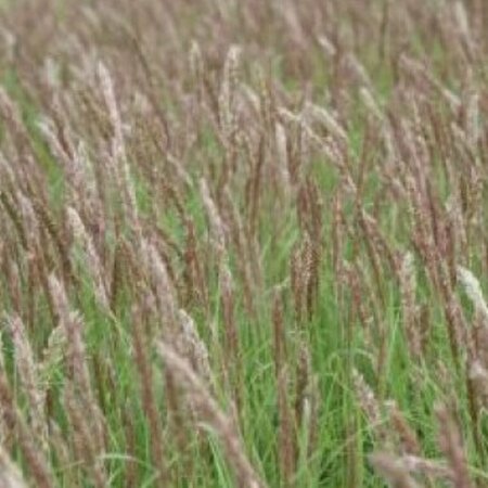 Melica ciliata P9 - afbeelding 2