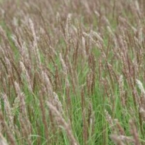 Melica ciliata P9 - afbeelding 2