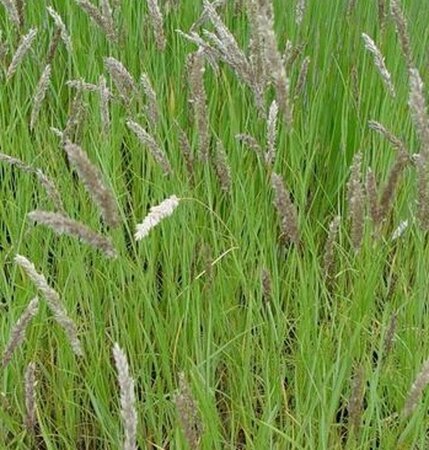 Melica ciliata P9 - afbeelding 3