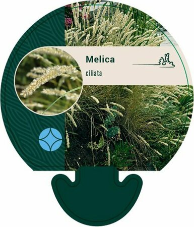 Melica ciliata P9 - afbeelding 1