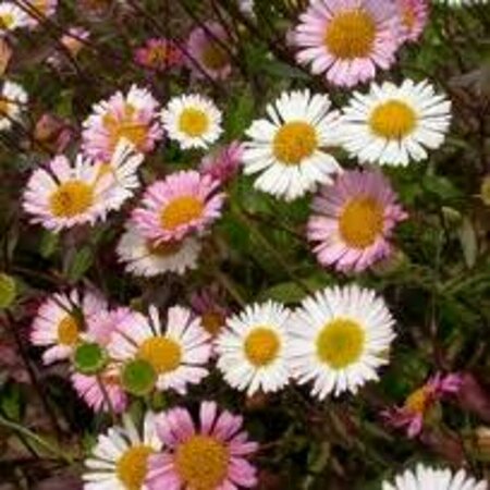 Erigeron karvinskianus P9 - afbeelding 4