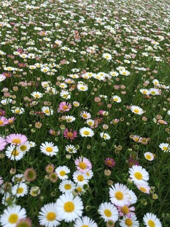 Erigeron karvinskianus P9 - afbeelding 1
