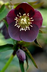 Helleborus or. 'Pretty Ellen Purple' P9
