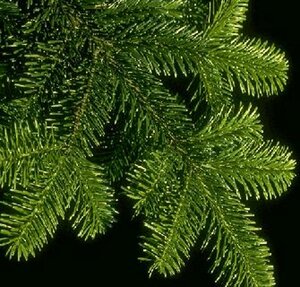 Abies nordmanniana 250/275 Gezaagd