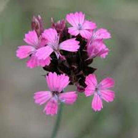Dianthus carthusianorum P9 - afbeelding 1
