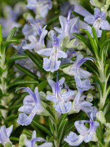 Rosmarinus officinalis 'Capri' C2 - afbeelding 2