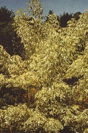 Acer negundo 'Variegatum' 150/175 C. - afbeelding 2