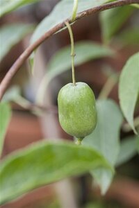 Actinidia arguta 'Issai' 50/60 C. 