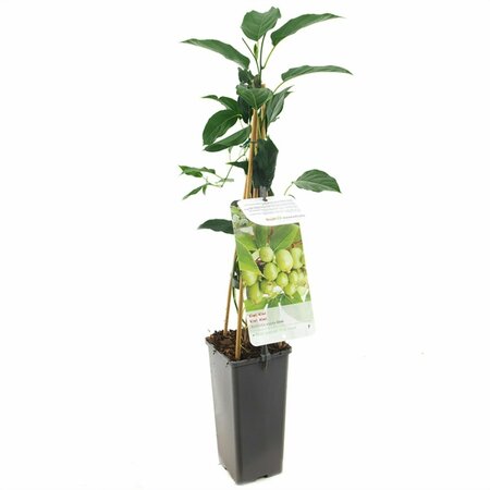 Actinidia arguta 'Issai' 50/60 C.  - afbeelding 2