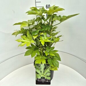 Fatsia japonica 80/100 C. - afbeelding 3
