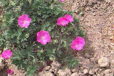 Geranium sanguineum 'Max Frei' C2 - afbeelding 1