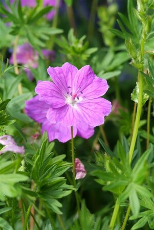 Geranium sanguineum 'Max Frei' C2 - afbeelding 3