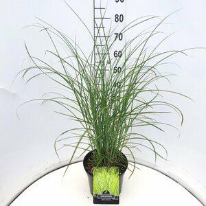 Miscanthus sinensis 'Gracillimus' C2 - afbeelding 7