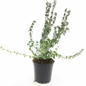 Euonymus fortunei 'Emerald Gaiety' C1.5 - afbeelding 4