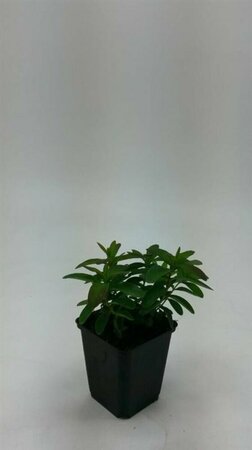 Hypericum calycinum P9 - afbeelding 14