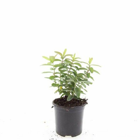 Hypericum calycinum P9 - afbeelding 11